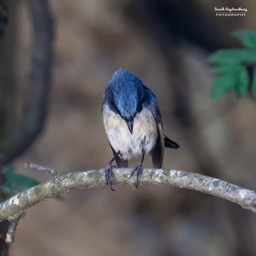 20230701 - Sankaracharya Forest - 60-E-E