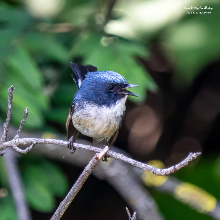 20230701 - Sankaracharya Forest - 77-E-E