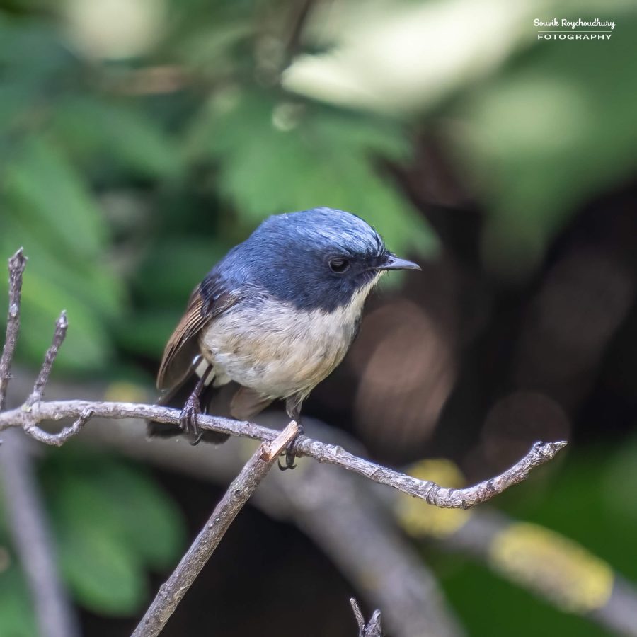 20230701 - Sankaracharya Forest - 83-E-E