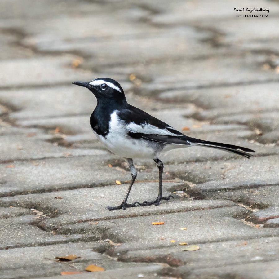 20231104 - Ranganathittu Bird Sanctuary - 11-E