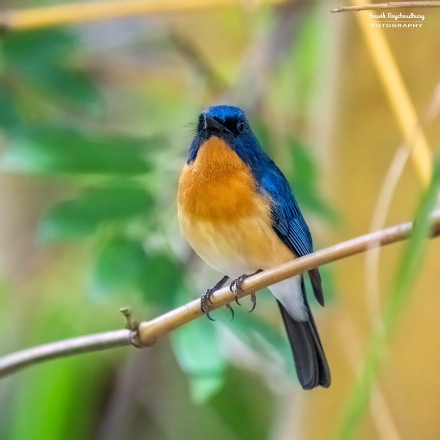 20231104 - Ranganathittu Bird Sanctuary - 1331-E