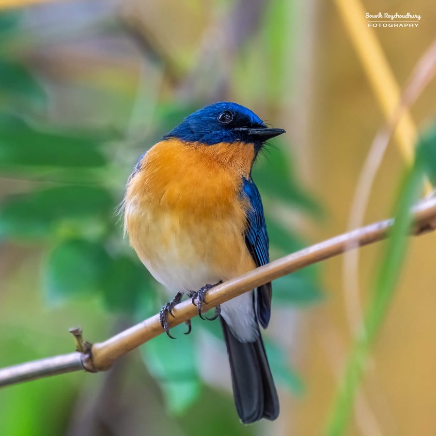 20231104 - Ranganathittu Bird Sanctuary - 1397-E