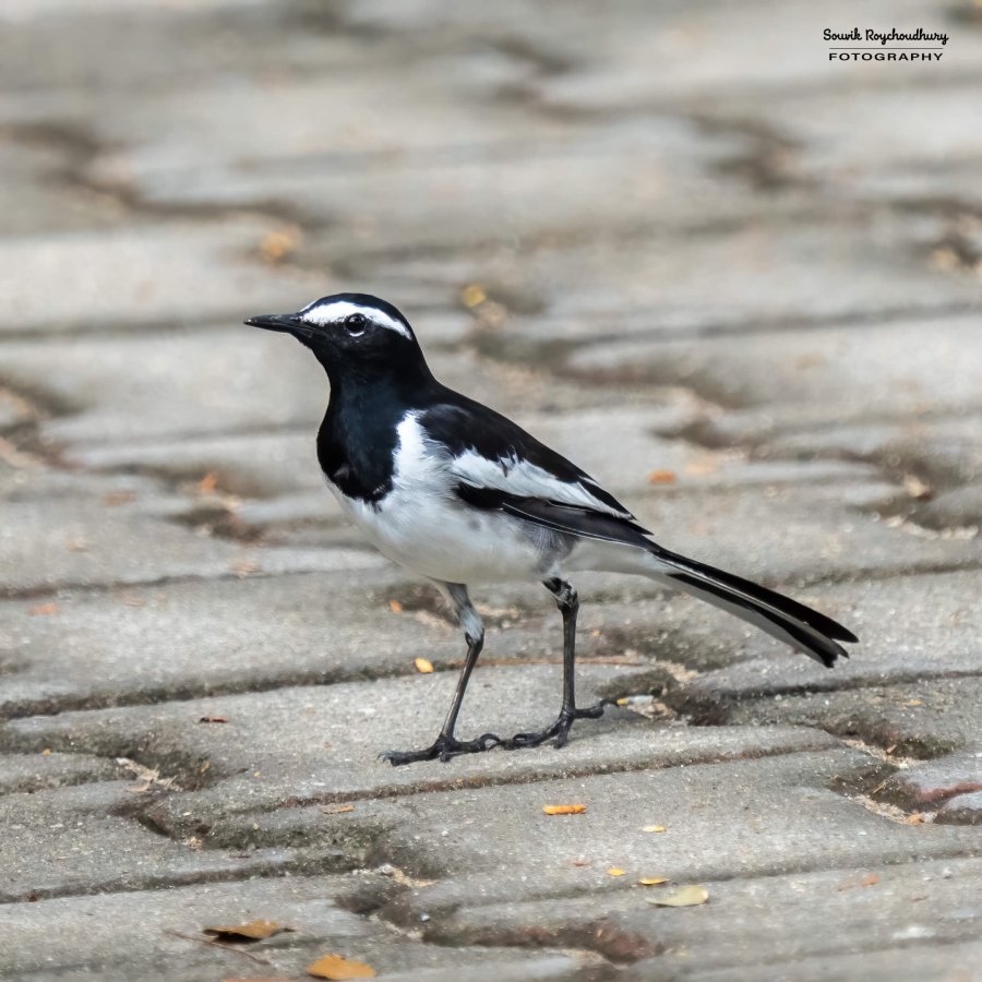 20231104 - Ranganathittu Bird Sanctuary - 14-E