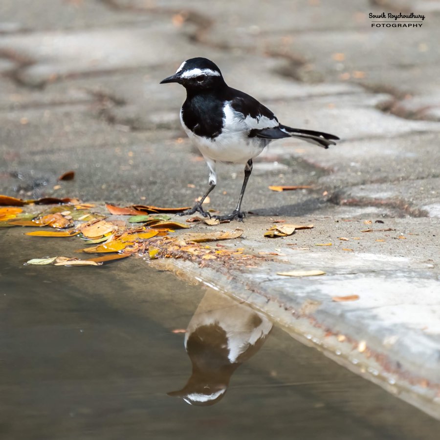 20231104 - Ranganathittu Bird Sanctuary - 15-E