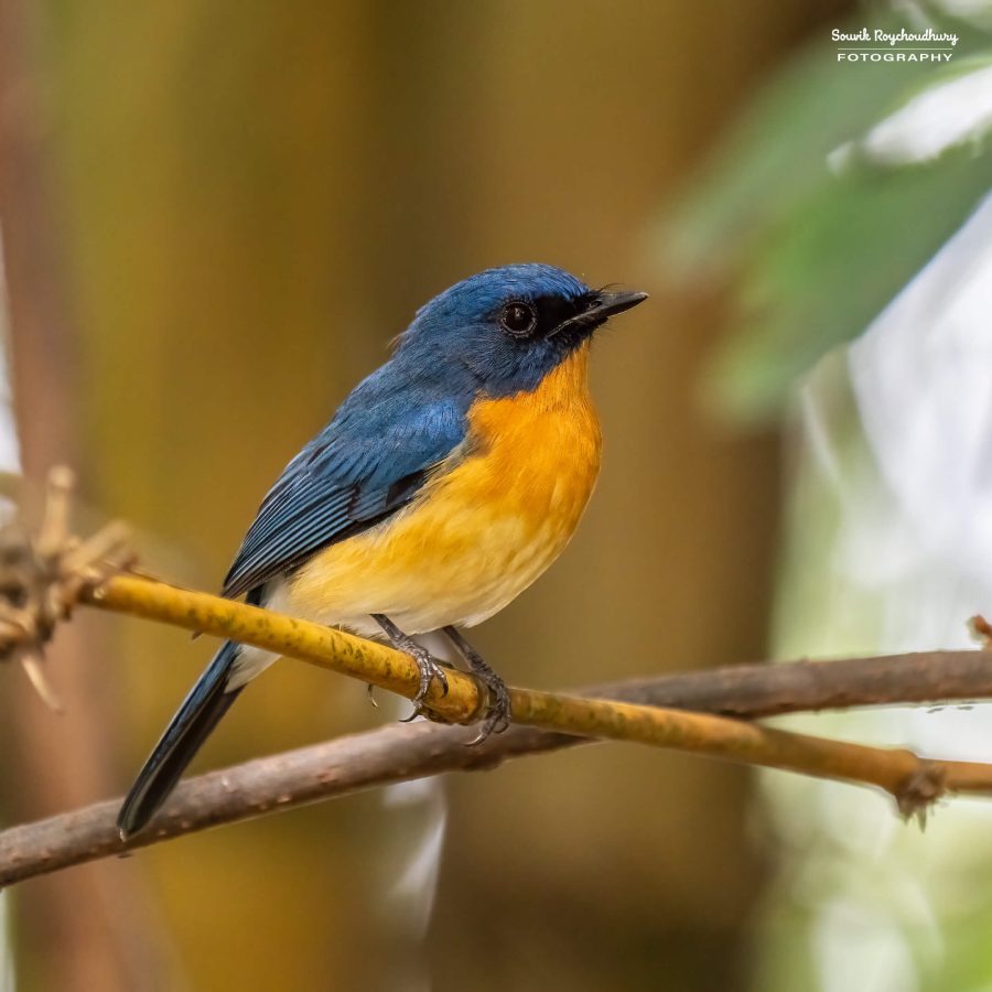 20231104 - Ranganathittu Bird Sanctuary - 1618-E