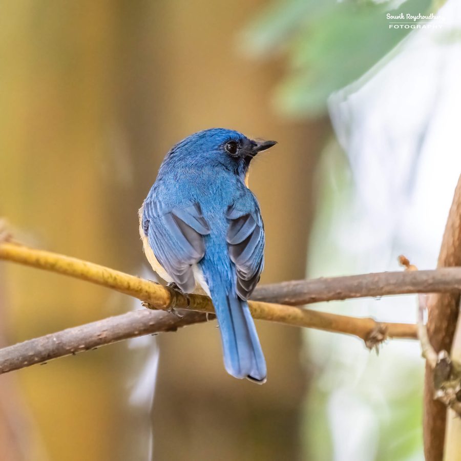 20231104 - Ranganathittu Bird Sanctuary - 1641-E