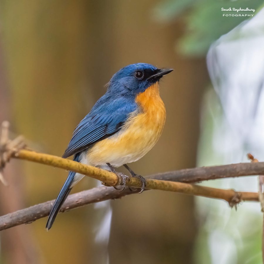 20231104 - Ranganathittu Bird Sanctuary - 1662-E