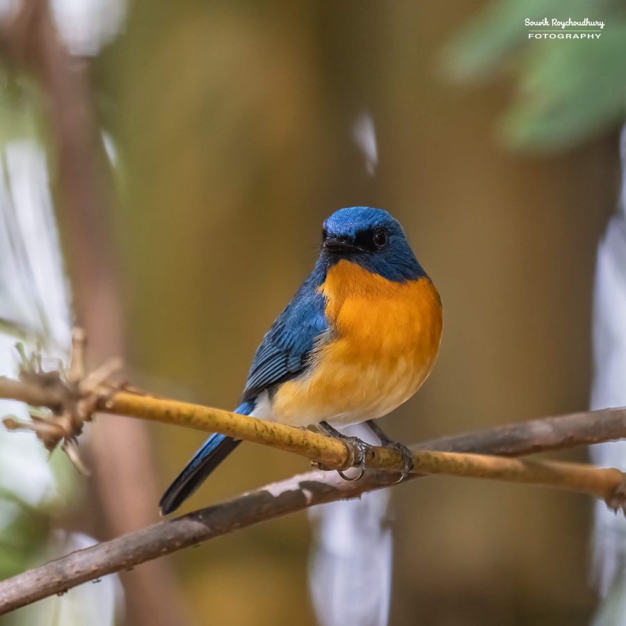 20231104 - Ranganathittu Bird Sanctuary - 1693-E