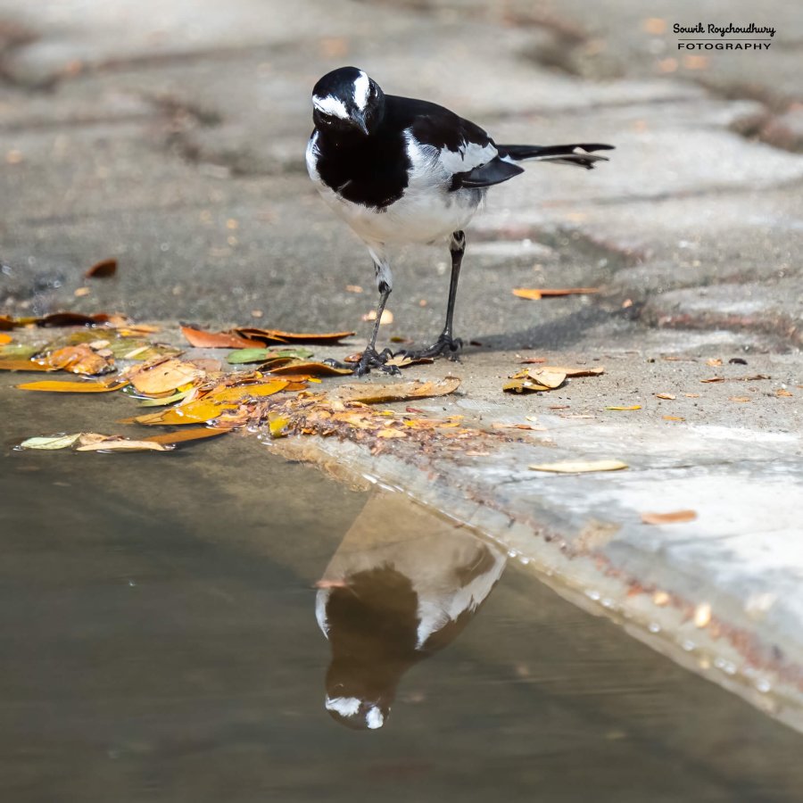 20231104 - Ranganathittu Bird Sanctuary - 17-E