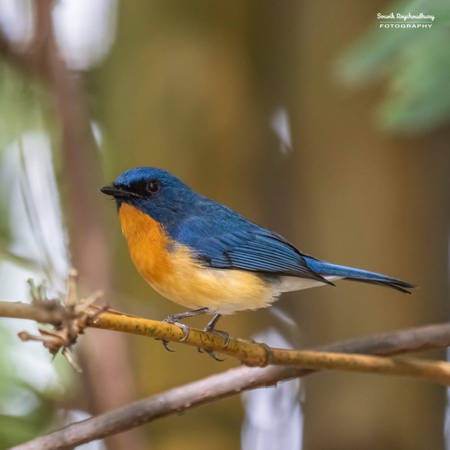 20231104 - Ranganathittu Bird Sanctuary - 1718-E
