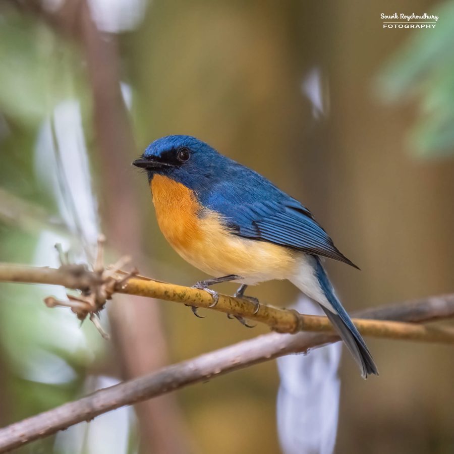 20231104 - Ranganathittu Bird Sanctuary - 1750-E