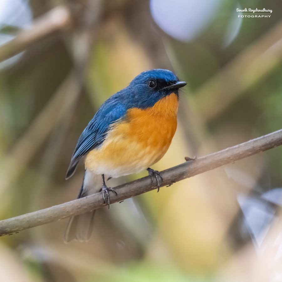 20231104 - Ranganathittu Bird Sanctuary - 1775-E
