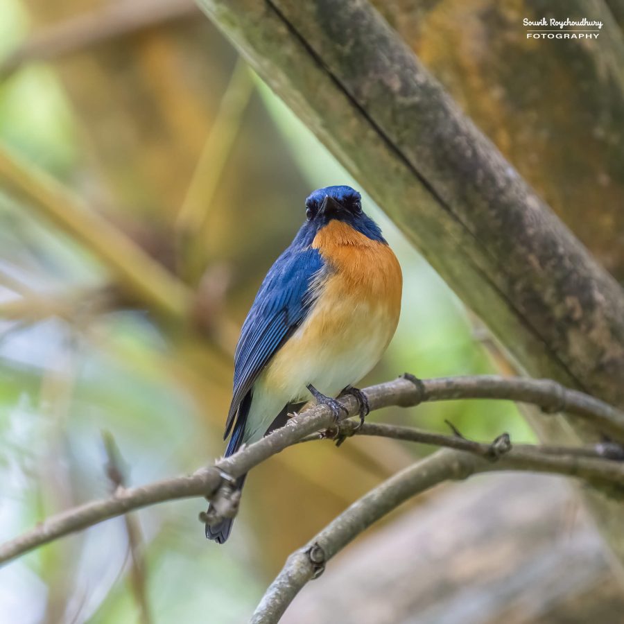 20231104 - Ranganathittu Bird Sanctuary - 1793-E