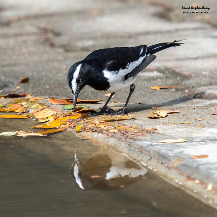 20231104 - Ranganathittu Bird Sanctuary - 18-E