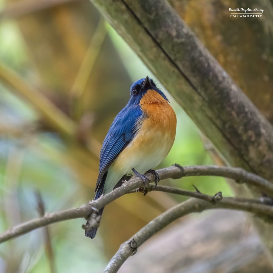 20231104 - Ranganathittu Bird Sanctuary - 1813-E