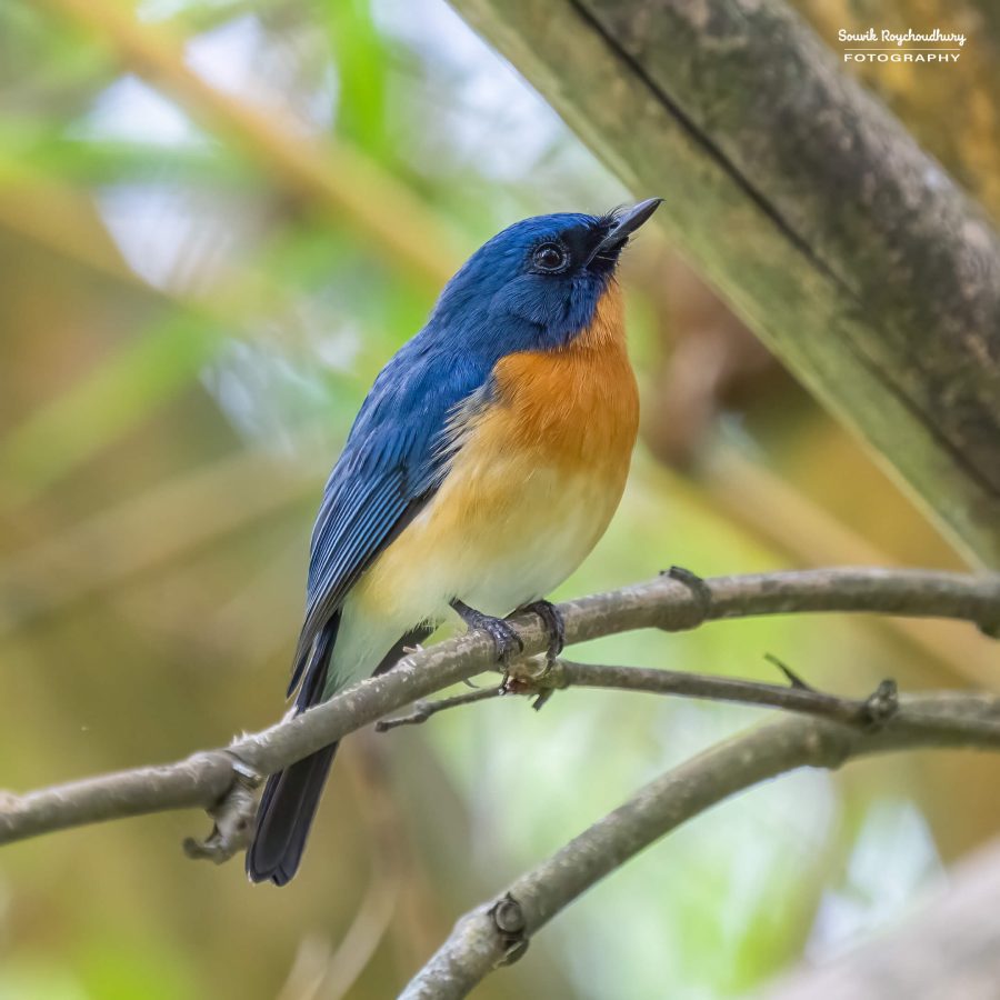 20231104 - Ranganathittu Bird Sanctuary - 1832-E
