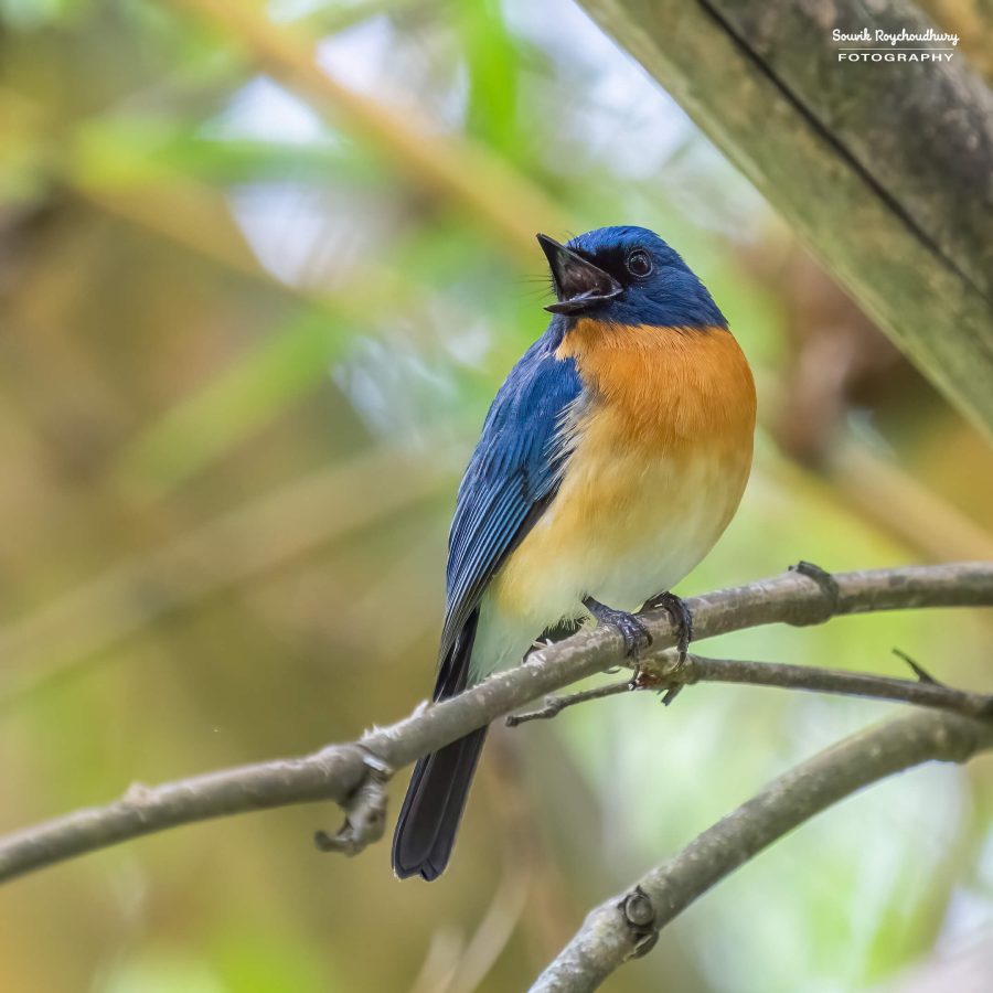 20231104 - Ranganathittu Bird Sanctuary - 1845-E
