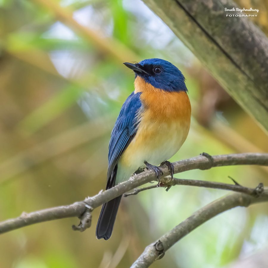20231104 - Ranganathittu Bird Sanctuary - 1857-E