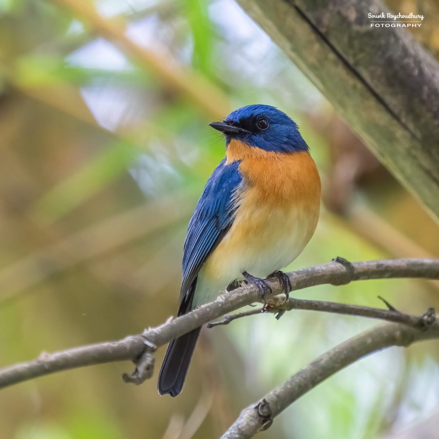 20231104 - Ranganathittu Bird Sanctuary - 1881-E