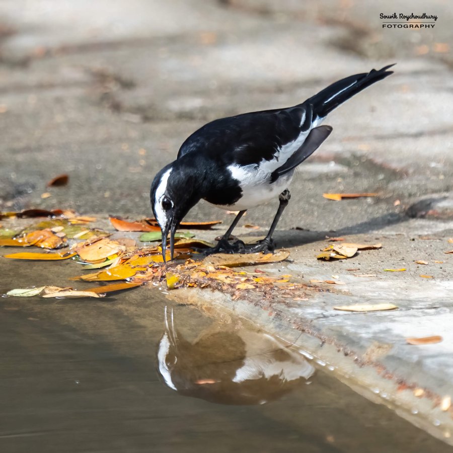 20231104 - Ranganathittu Bird Sanctuary - 19-E