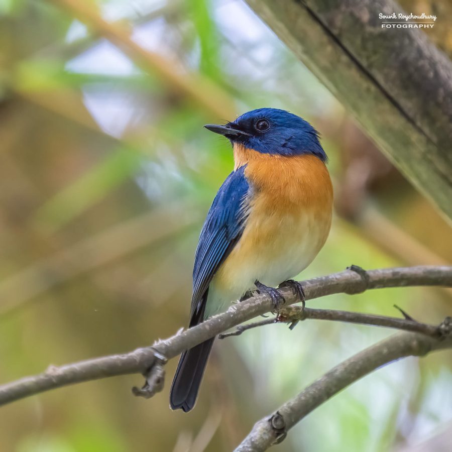 20231104 - Ranganathittu Bird Sanctuary - 1908-E