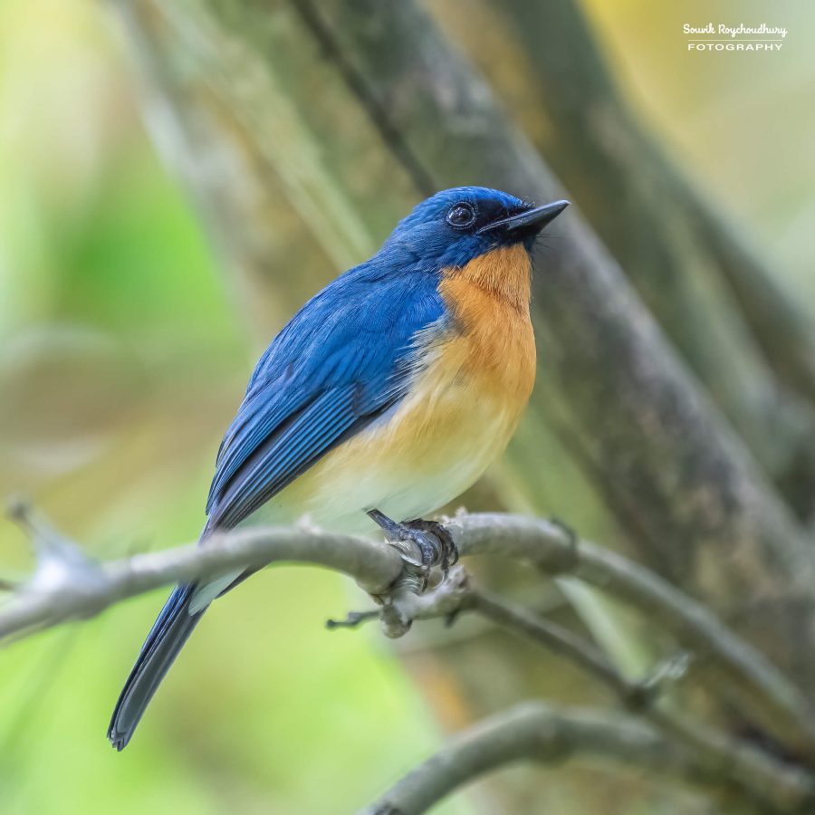 20231104 - Ranganathittu Bird Sanctuary - 1944-E