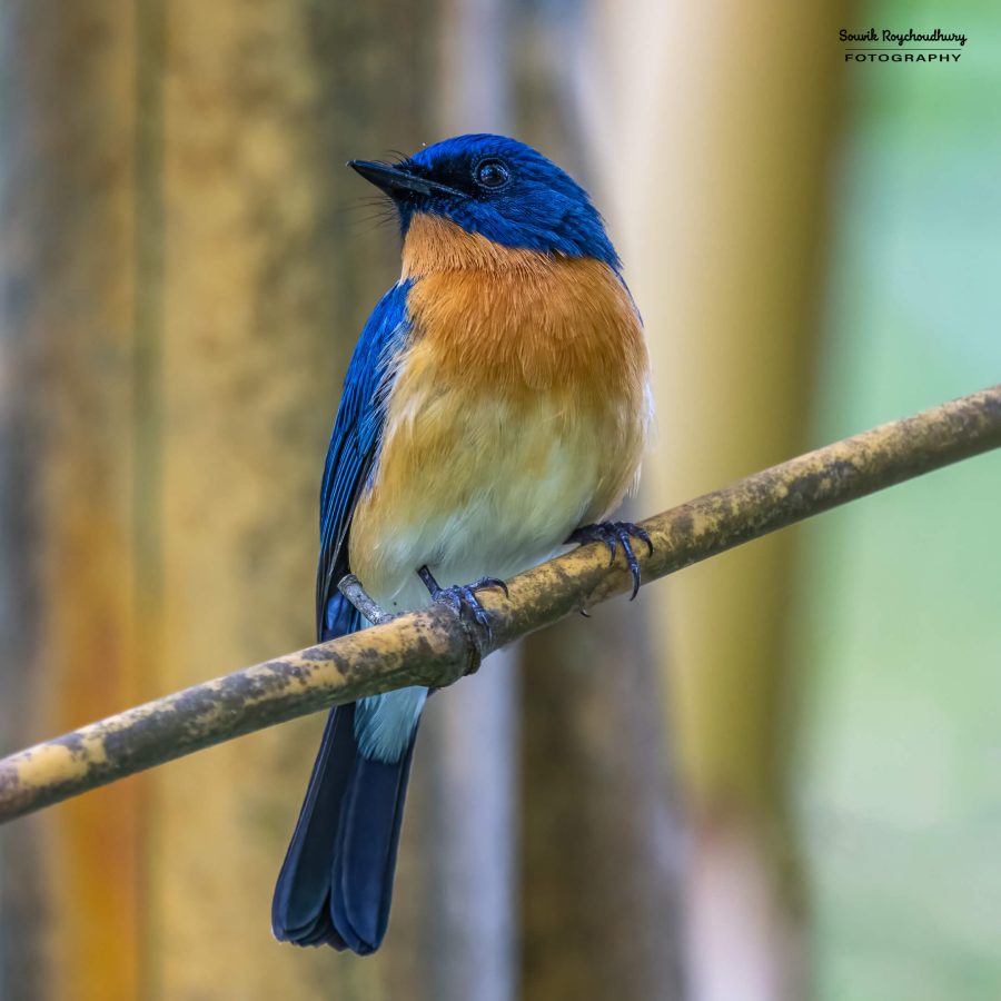 20231104 - Ranganathittu Bird Sanctuary - 1990-E