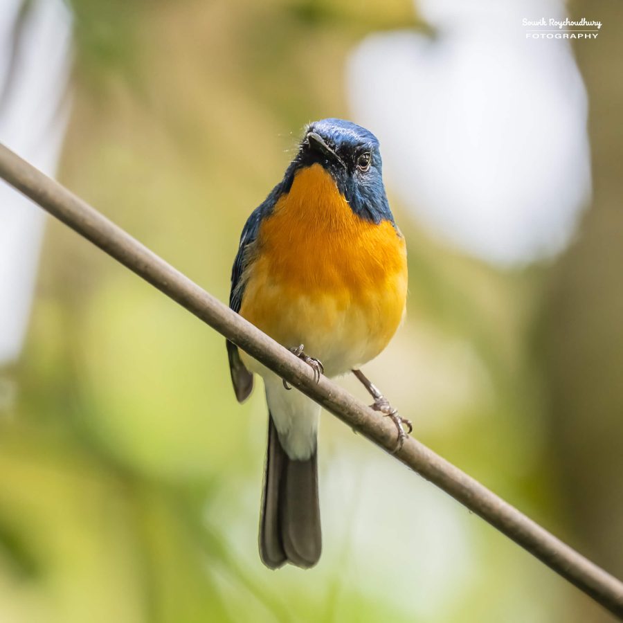 20231104 - Ranganathittu Bird Sanctuary - 2019-E