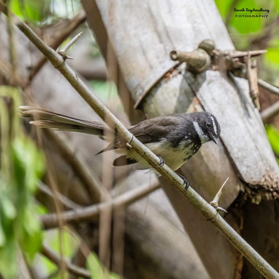 20231104 - Ranganathittu Bird Sanctuary - 2031-E