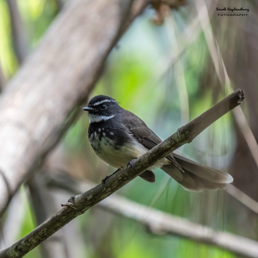 20231104 - Ranganathittu Bird Sanctuary - 2056-E