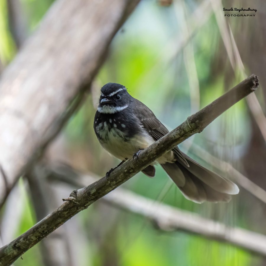 20231104 - Ranganathittu Bird Sanctuary - 2063-E