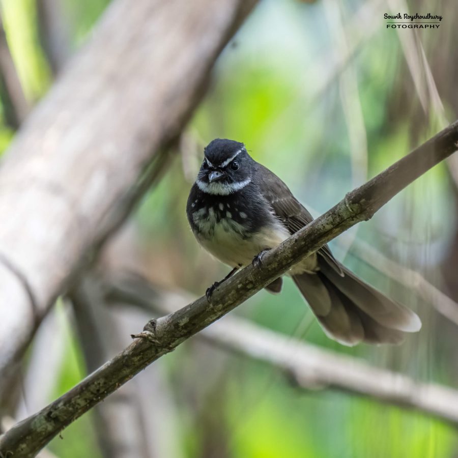 20231104 - Ranganathittu Bird Sanctuary - 2067-E