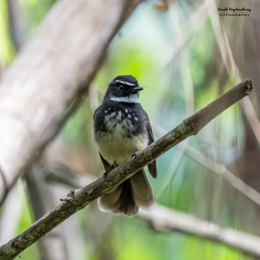 20231104 - Ranganathittu Bird Sanctuary - 2069-E