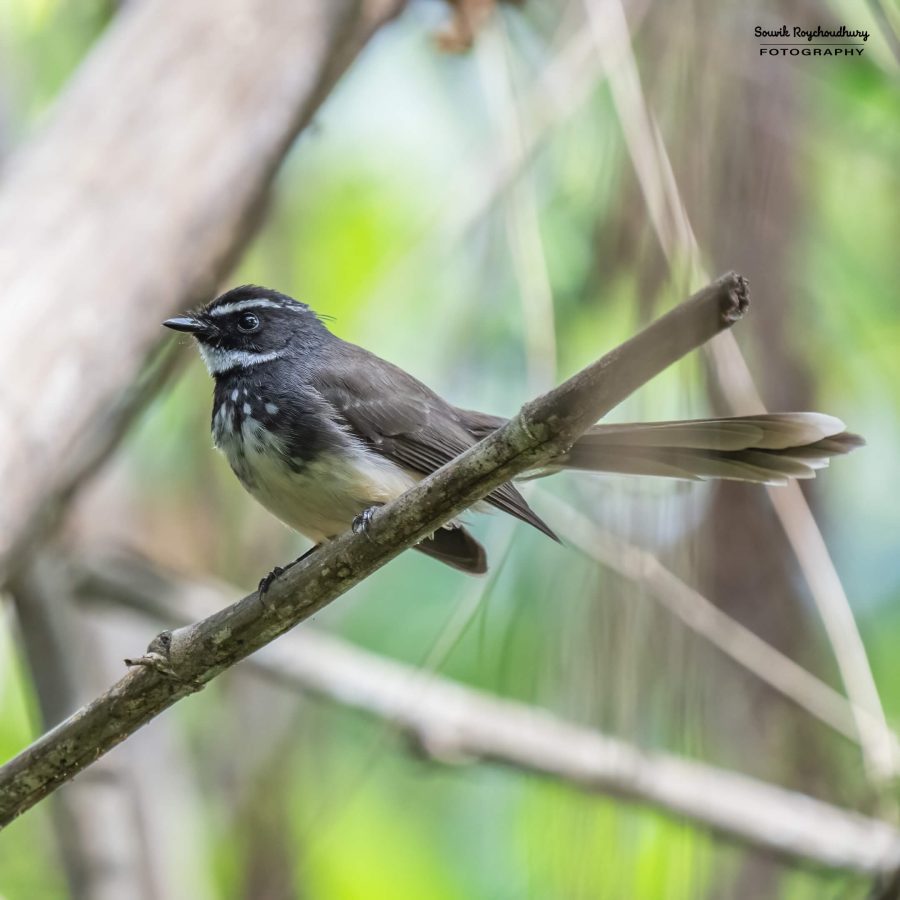 20231104 - Ranganathittu Bird Sanctuary - 2077-E