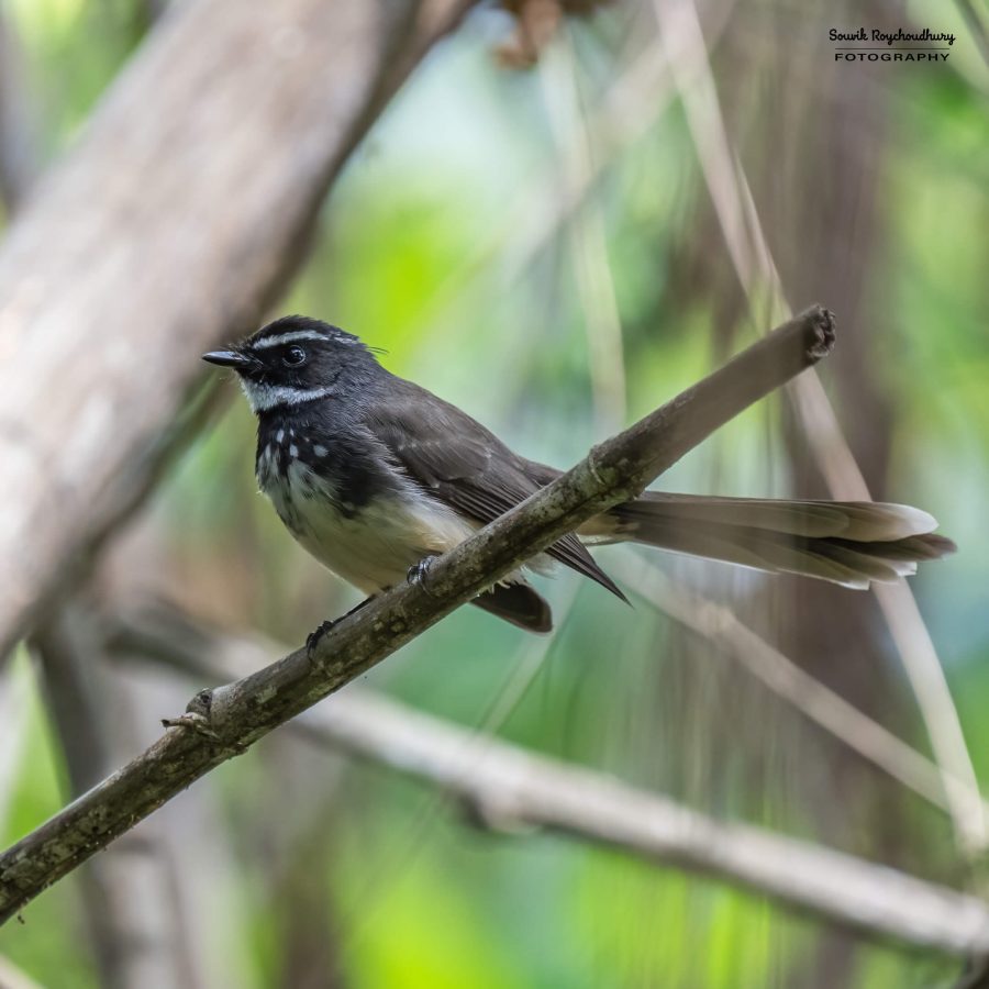 20231104 - Ranganathittu Bird Sanctuary - 2085-E