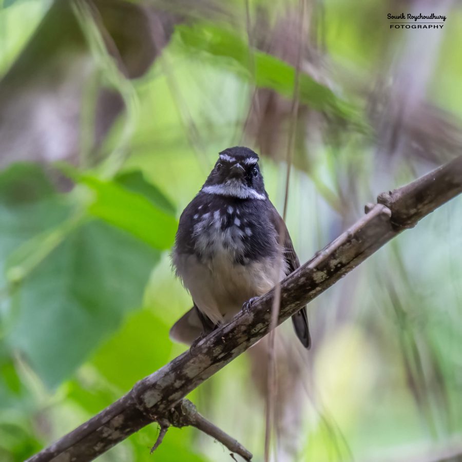 20231104 - Ranganathittu Bird Sanctuary - 2110-E