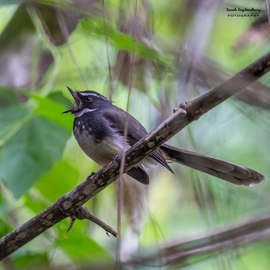 20231104 - Ranganathittu Bird Sanctuary - 2111-E