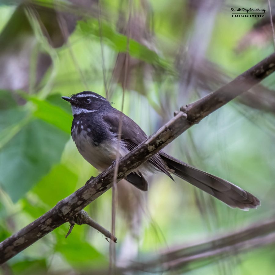 20231104 - Ranganathittu Bird Sanctuary - 2115-E