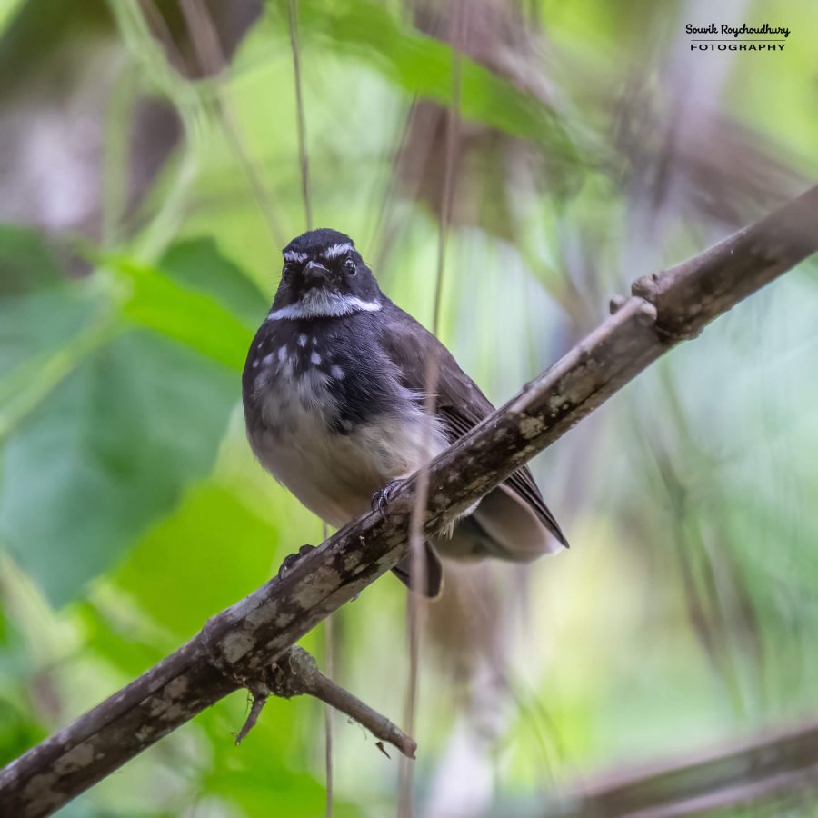 20231104 - Ranganathittu Bird Sanctuary - 2141-E