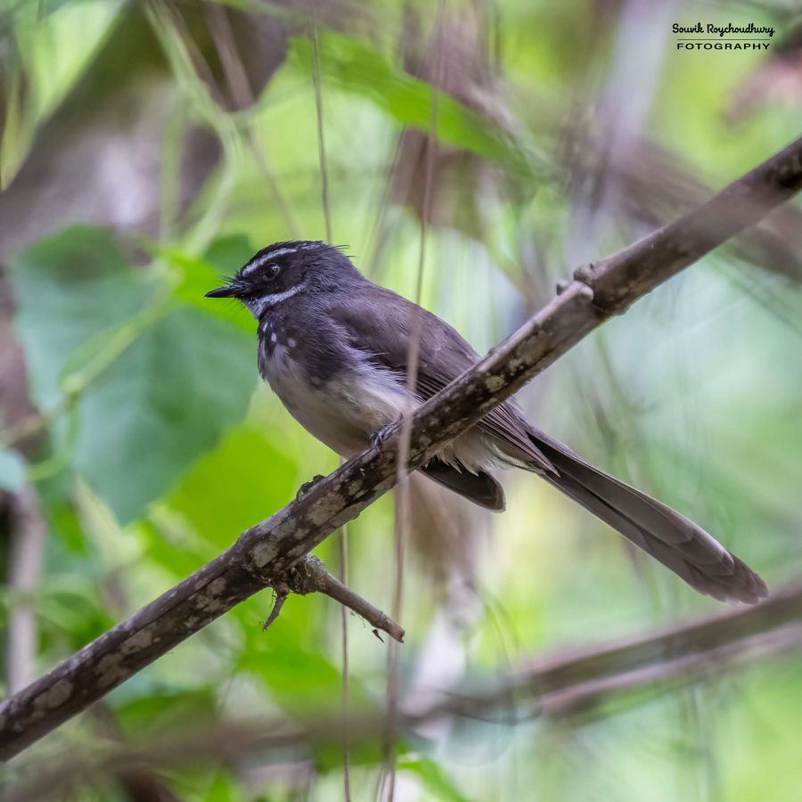 20231104 - Ranganathittu Bird Sanctuary - 2151-E