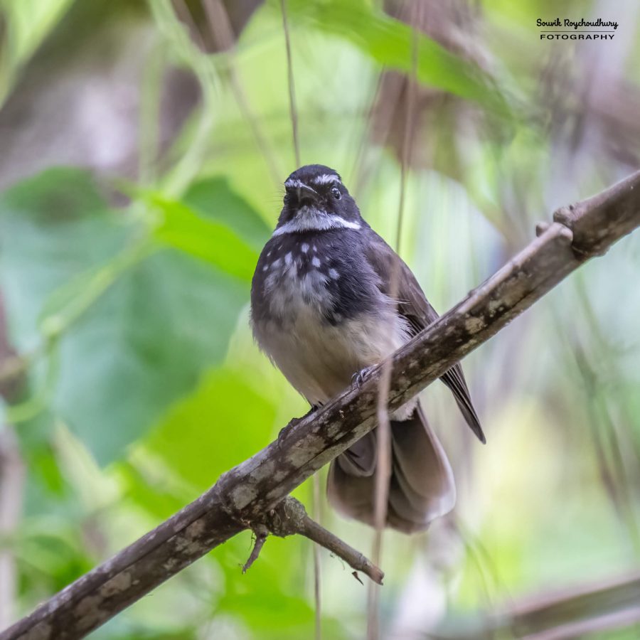 20231104 - Ranganathittu Bird Sanctuary - 2159-E