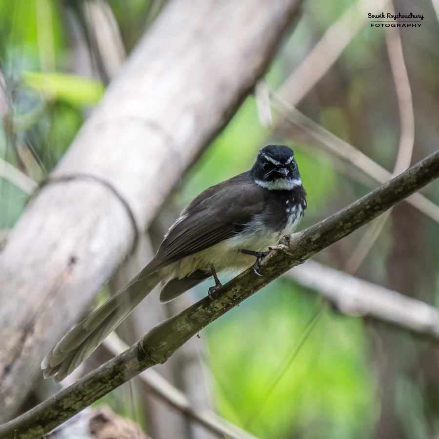 20231104 - Ranganathittu Bird Sanctuary - 2195-E