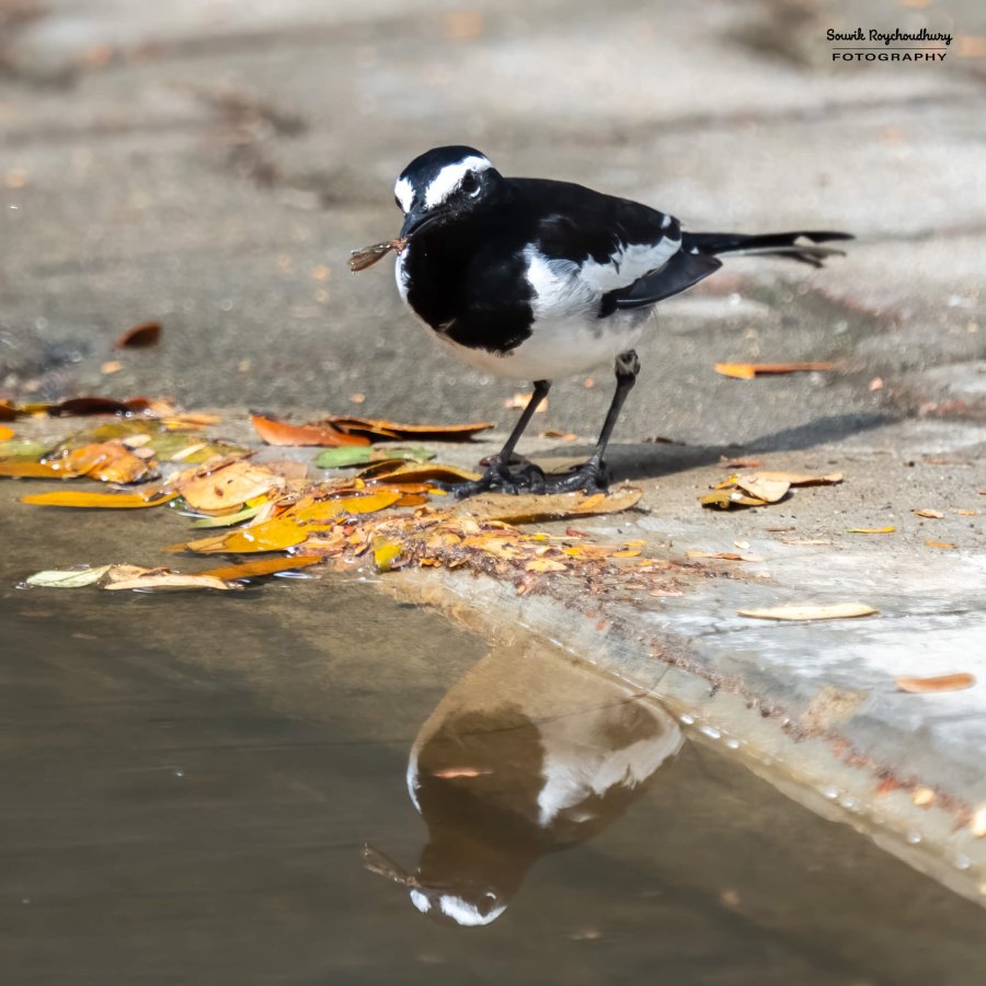 20231104 - Ranganathittu Bird Sanctuary - 22-E