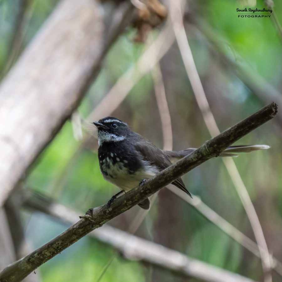 20231104 - Ranganathittu Bird Sanctuary - 2228-E