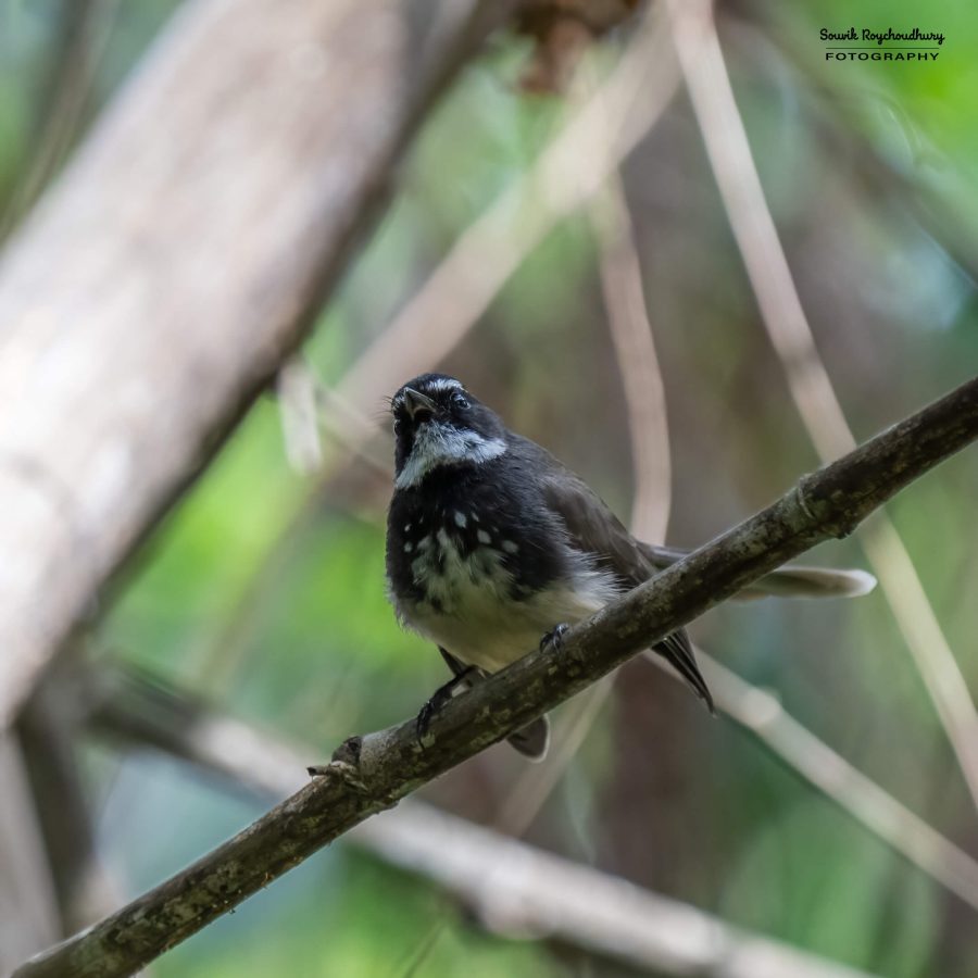 20231104 - Ranganathittu Bird Sanctuary - 2233-E