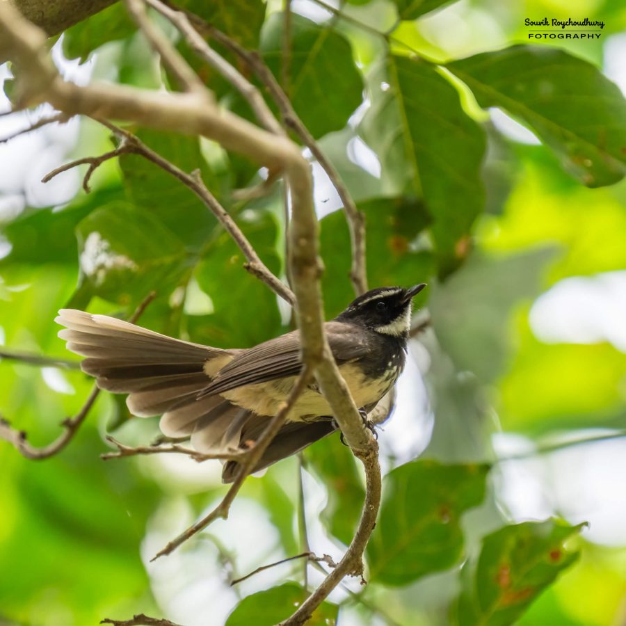 20231104 - Ranganathittu Bird Sanctuary - 2246-E