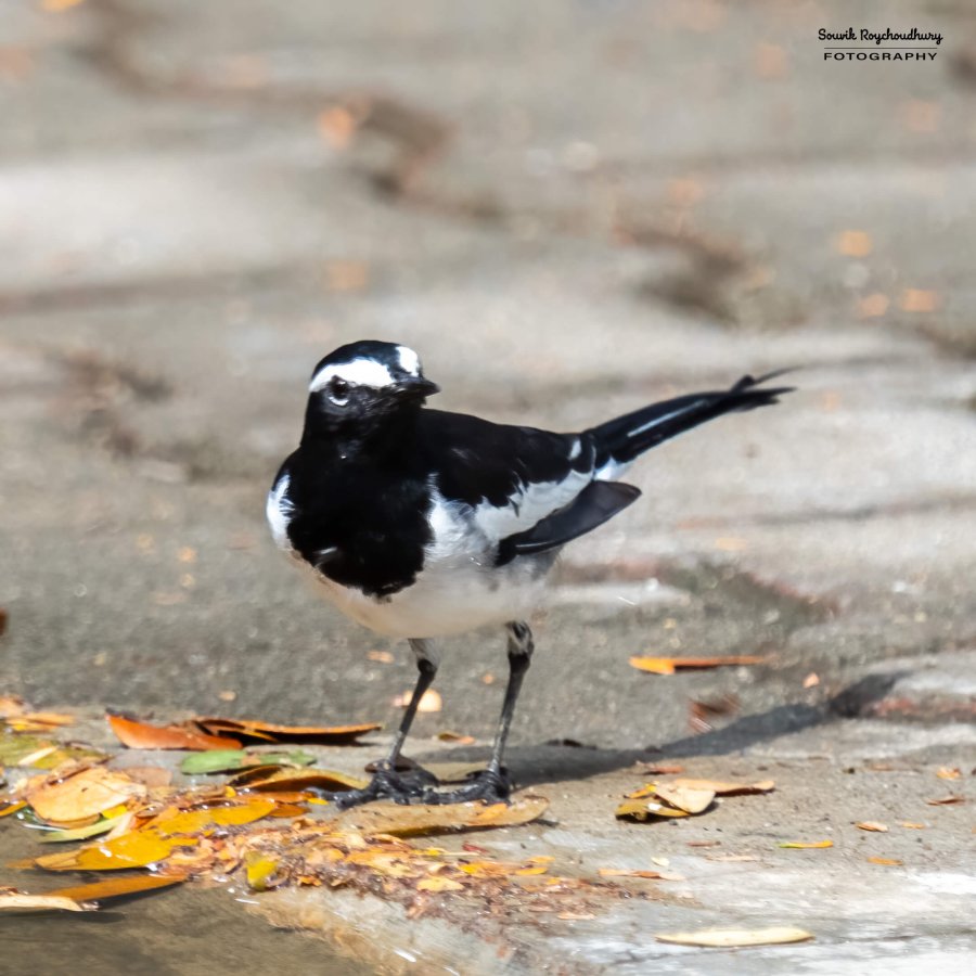 20231104 - Ranganathittu Bird Sanctuary - 26-E