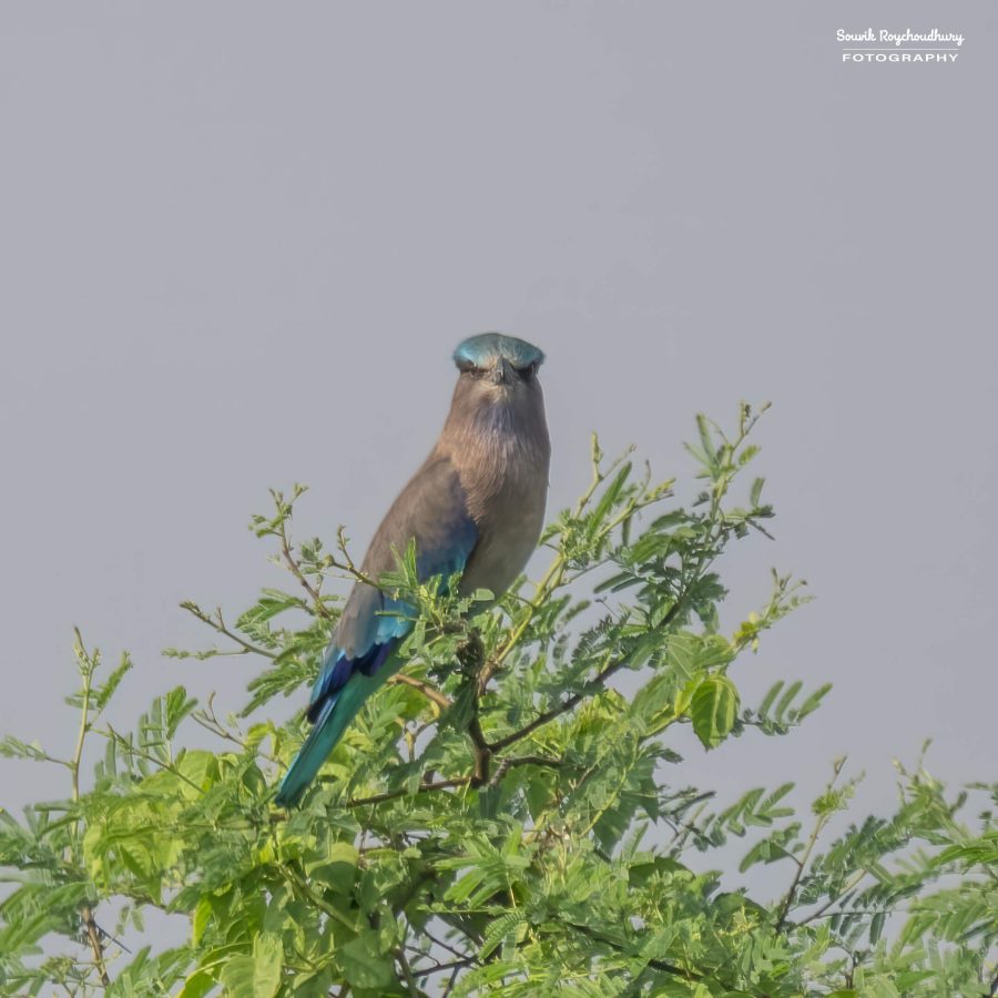 20231114 - Rajarhat - 259-E