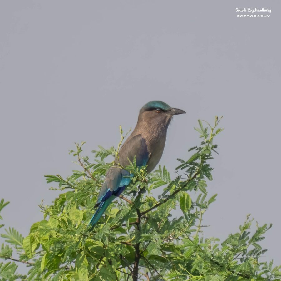 20231114 - Rajarhat - 275-E