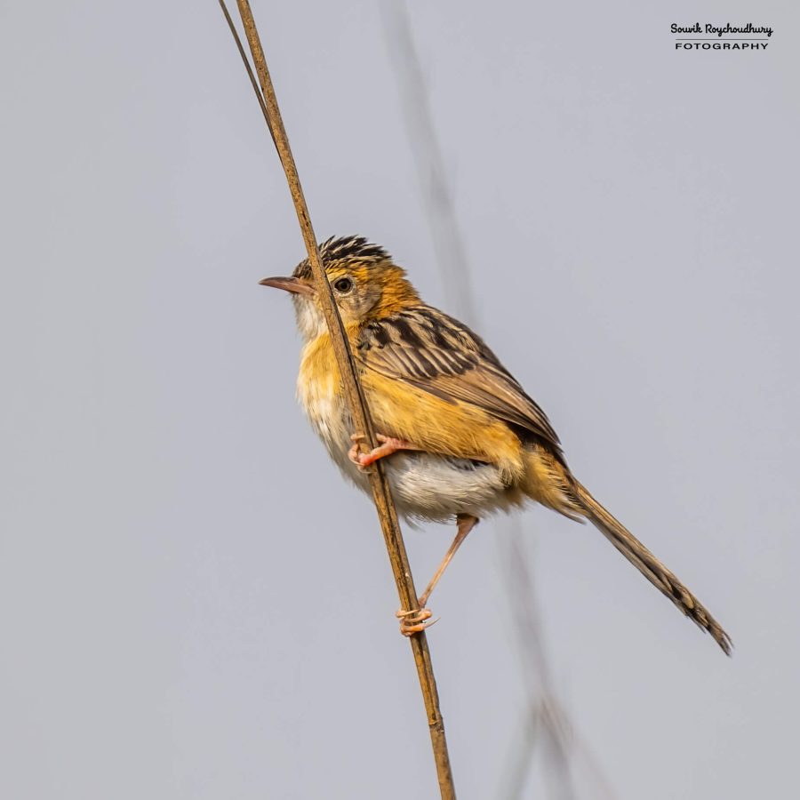 20240126 - Teesta Grassland I - 110-E